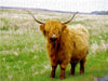 Ein echter Highlander - CALVENDO Foto-Puzzle - calvendoverlag 29.99