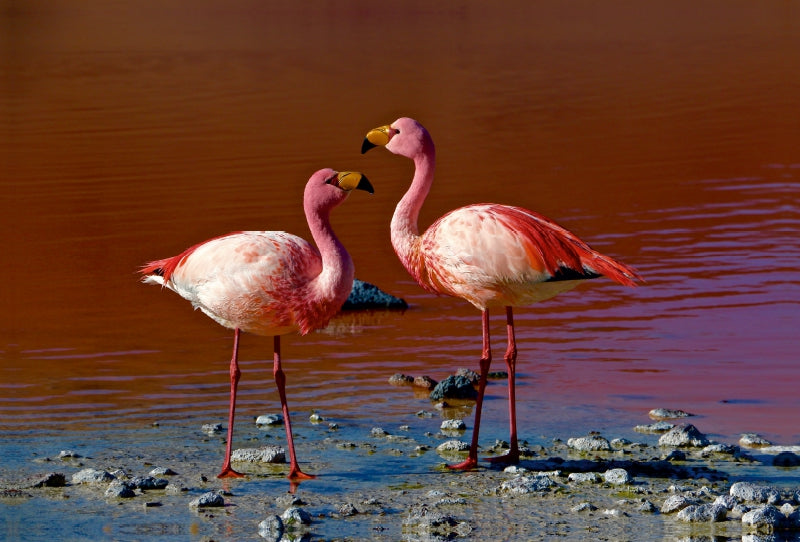 Premium Textil-Leinwand Premium Textil-Leinwand 120 cm x 80 cm quer Flamingos im Salar de Uyuni