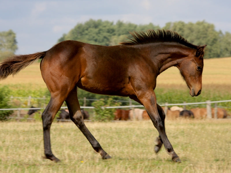 Power - CALVENDO Foto-Puzzle - calvendoverlag 29.99