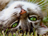 Nahaufnahme einer Katze - CALVENDO Foto-Puzzle - calvendoverlag 29.99