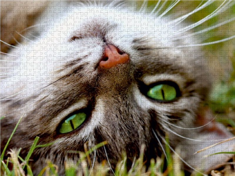Nahaufnahme einer Katze - CALVENDO Foto-Puzzle - calvendoverlag 29.99