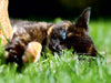 Schwarz braune Katze im Gras - CALVENDO Foto-Puzzle - calvendoverlag 29.99