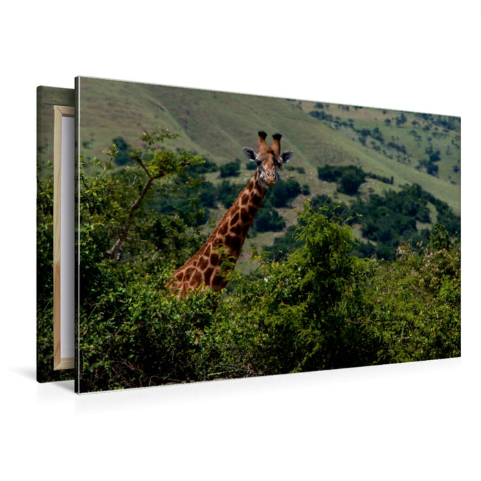 Premium Textil-Leinwand Premium Textil-Leinwand 120 cm x 80 cm quer Neugierige Giraffe