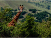 Neugierige Giraffe - CALVENDO Foto-Puzzle - calvendoverlag 29.99