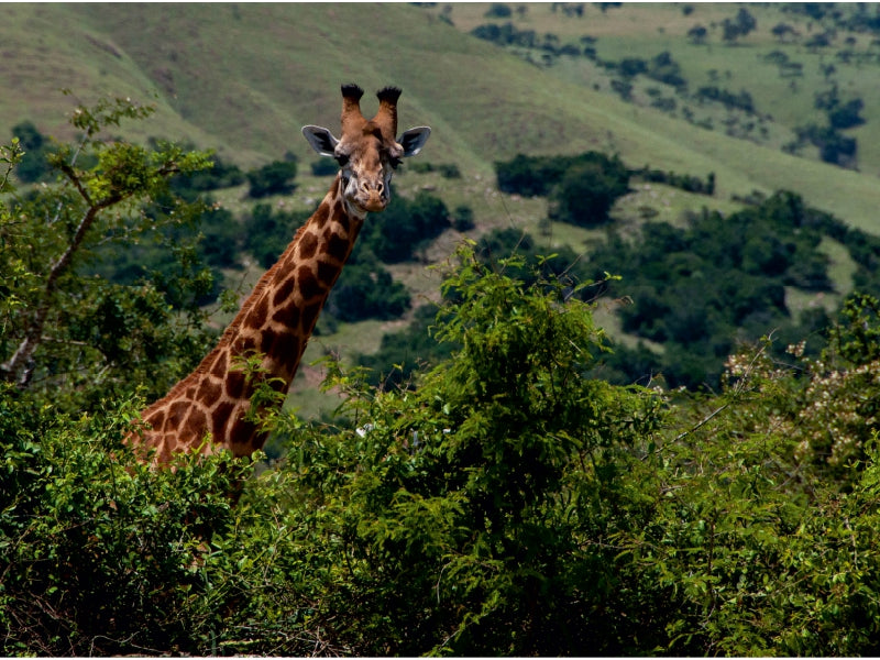 Neugierige Giraffe - CALVENDO Foto-Puzzle - calvendoverlag 29.99