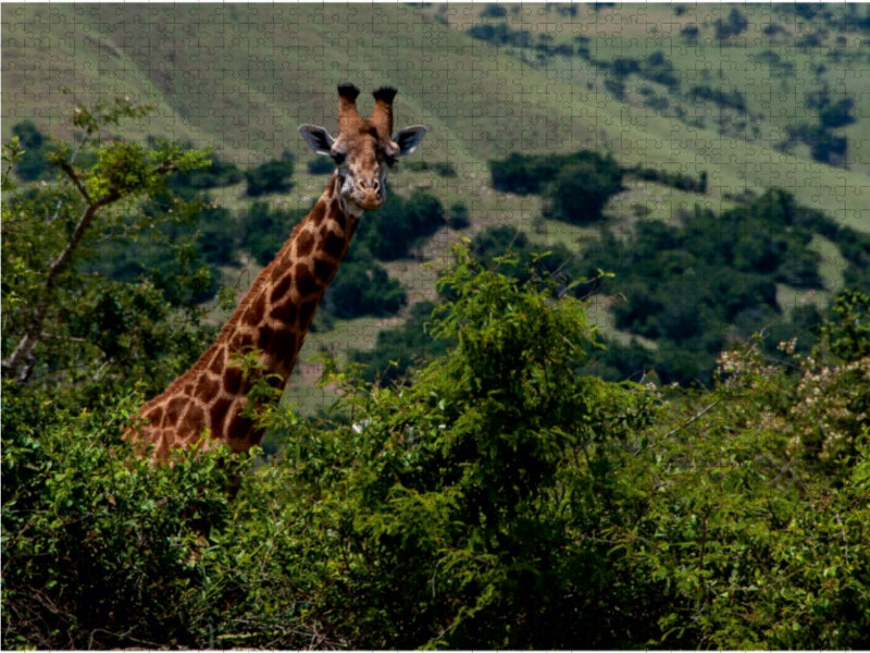 Neugierige Giraffe - CALVENDO Foto-Puzzle - calvendoverlag 29.99