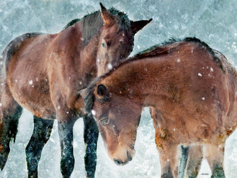 Pferde zum Träumen - CALVENDO Foto-Puzzle - calvendoverlag 29.99