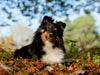 Herbstfarben - CALVENDO Foto-Puzzle - calvendoverlag 29.99