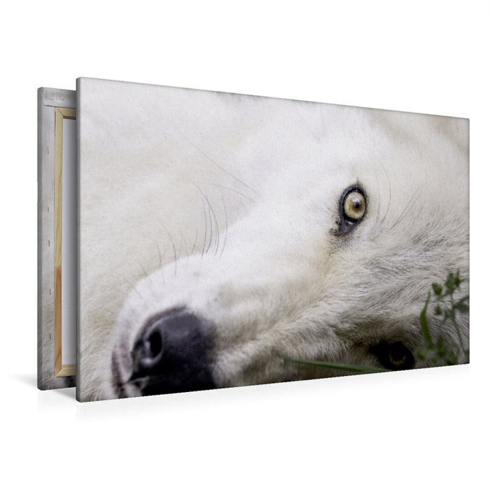 Premium Textil-Leinwand Premium Textil-Leinwand 120 cm x 80 cm quer Weißer Wolf von Kanada