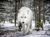 John der weißer Wolf - CALVENDO Foto-Puzzle - calvendoverlag 29.99