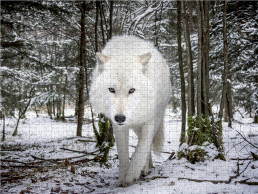 John der weißer Wolf - CALVENDO Foto-Puzzle - calvendoverlag 29.99
