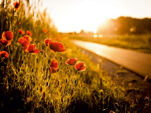 Mohnblumen am Radweg zwischen Heßdorf und Großenseebach - CALVENDO Foto-Puzzle - calvendoverlag 29.99