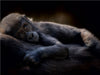 Gorilla - CALVENDO Foto-Puzzle - calvendoverlag 29.99