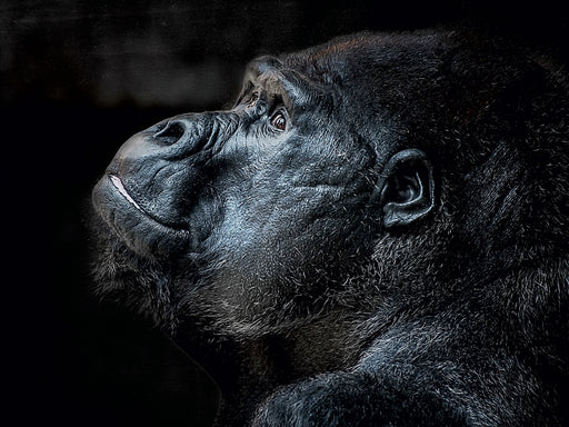 Gorilla - CALVENDO Foto-Puzzle - calvendoverlag 29.99