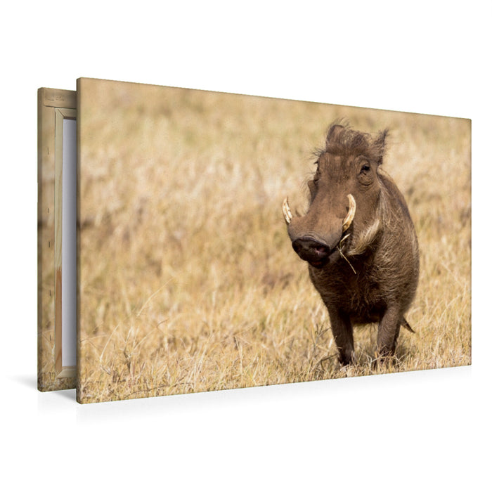 Premium Textil-Leinwand Premium Textil-Leinwand 120 cm x 80 cm quer Warzenschwein, Ngorongoro Conservation Area, Tansania