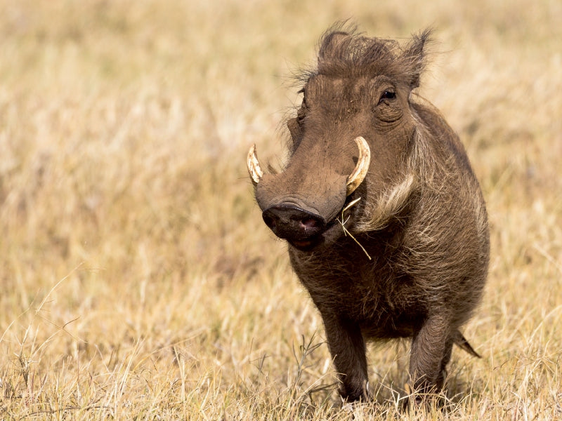 Warzenschwein, Ngorongoro Conservation Area, Tansania - CALVENDO Foto-Puzzle - calvendoverlag 29.99