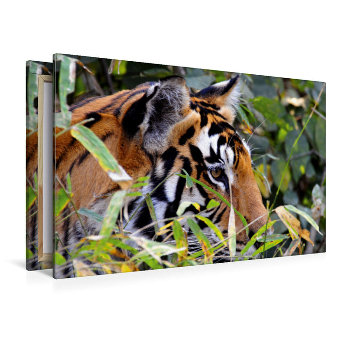 Premium Textil-Leinwand Premium Textil-Leinwand 120 cm x 80 cm quer Lauernder Tiger