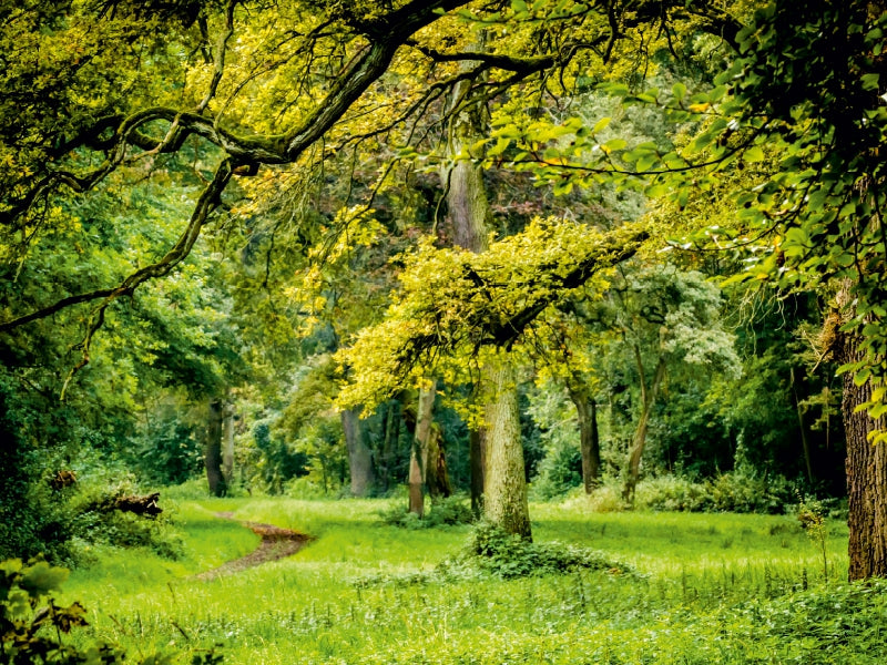 Ein Blick in den Wald - CALVENDO Foto-Puzzle - calvendoverlag 29.99