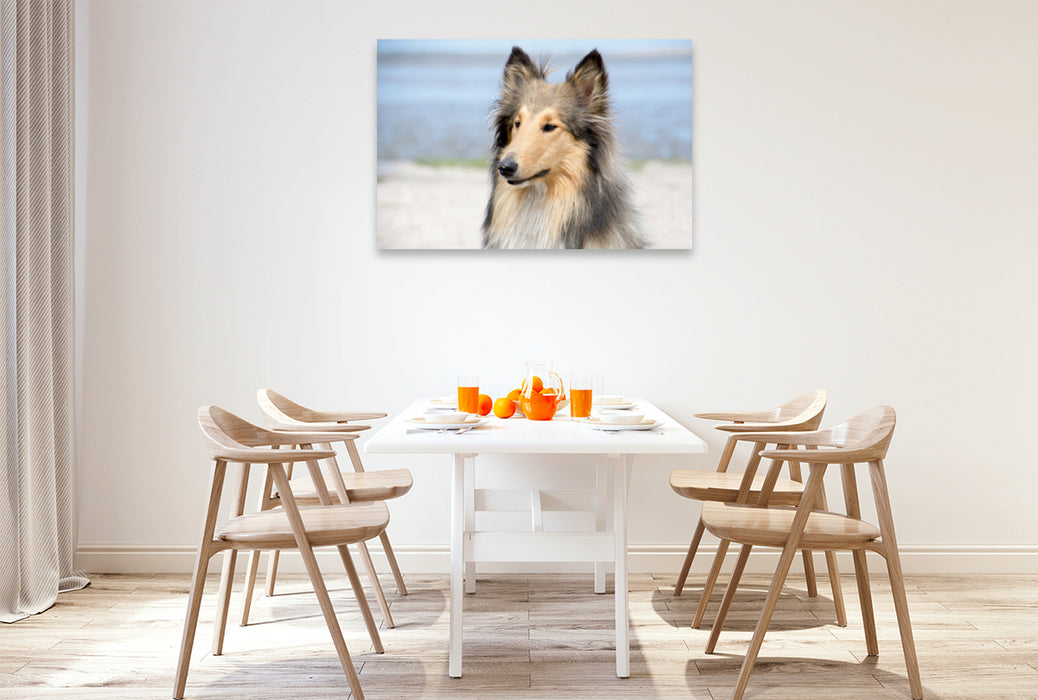 Premium Textil-Leinwand Premium Textil-Leinwand 120 cm x 80 cm quer Ein Motiv aus dem Kalender Ein Collie begleitet durch das Jahr