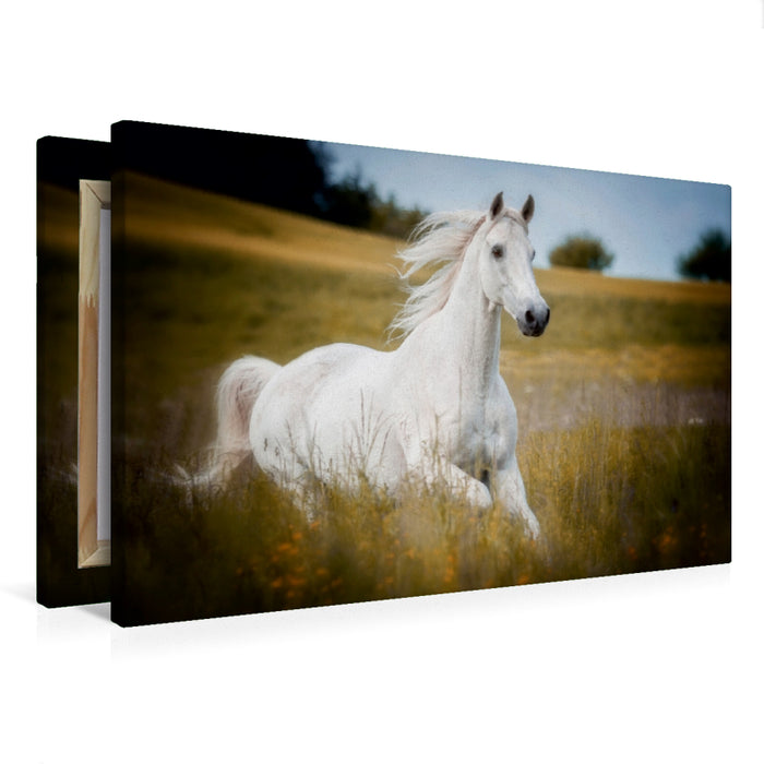 Premium Textil-Leinwand Premium Textil-Leinwand 75 cm x 50 cm quer Trakehner