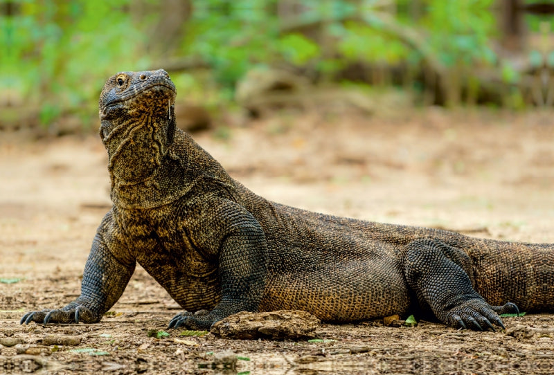 Premium Textil-Leinwand Premium Textil-Leinwand 120 cm x 80 cm quer Komodowaran - Varanus komodoensis - aus Indonesien