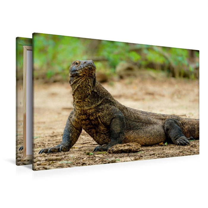 Premium Textil-Leinwand Premium Textil-Leinwand 120 cm x 80 cm quer Komodowaran - Varanus komodoensis - aus Indonesien