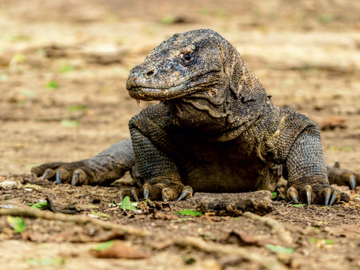 Komodowaran - Varanus komodoensis - in Indonesien - CALVENDO Foto-Puzzle - calvendoverlag 29.99