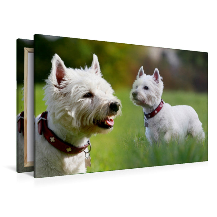 Premium Textil-Leinwand Premium Textil-Leinwand 120 cm x 80 cm quer West Highland White Terrier