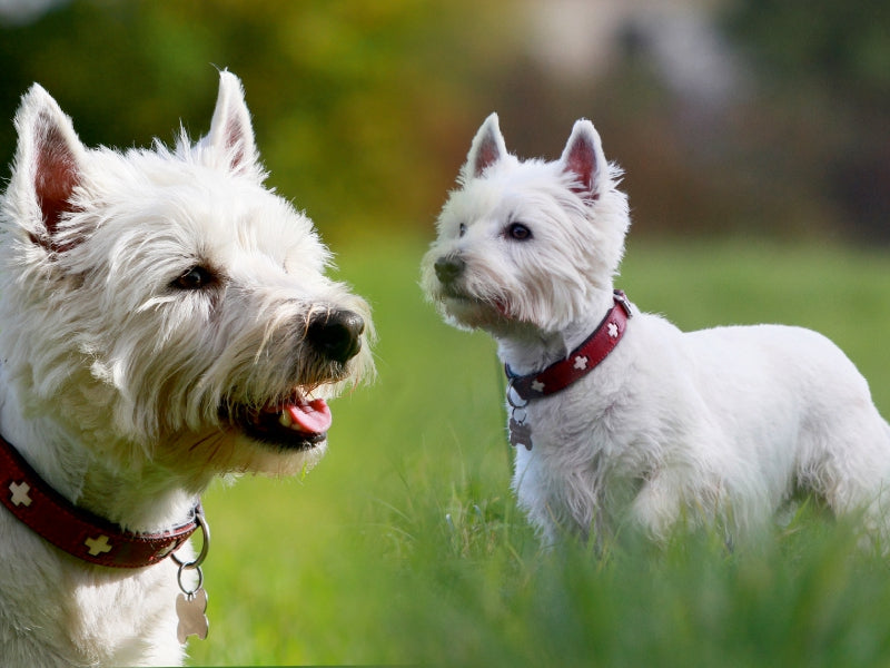 West Highland White Terrier - CALVENDO Foto-Puzzle - calvendoverlag 29.99