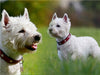 West Highland White Terrier - CALVENDO Foto-Puzzle - calvendoverlag 29.99