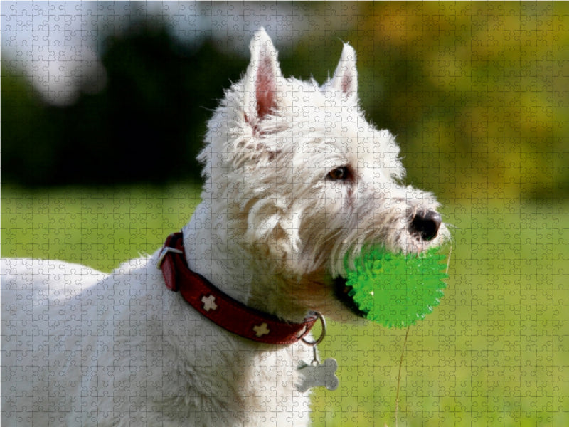 West Highland White Terrier - CALVENDO Foto-Puzzle - calvendoverlag 29.99