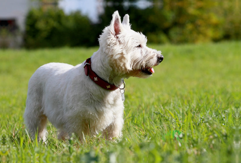 Premium Textil-Leinwand Premium Textil-Leinwand 120 cm x 80 cm quer West Highland White Terrier