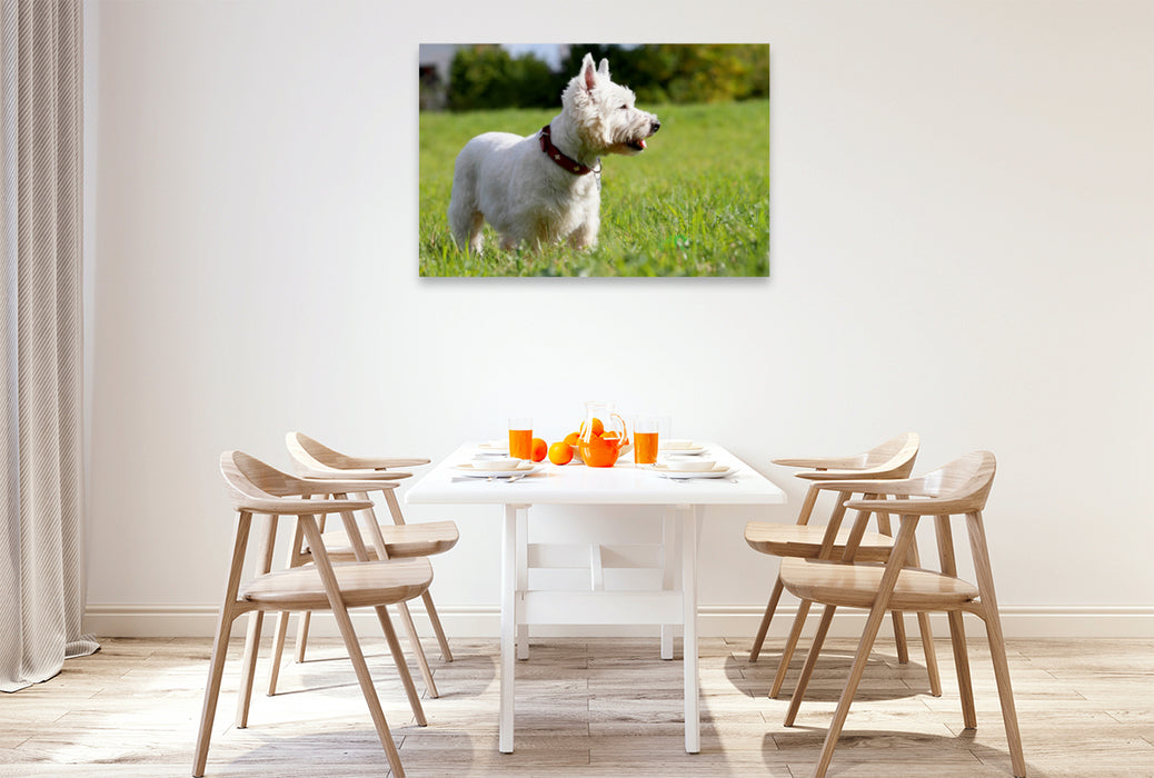 Premium Textil-Leinwand Premium Textil-Leinwand 120 cm x 80 cm quer West Highland White Terrier