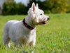 West Highland White Terrier - CALVENDO Foto-Puzzle - calvendoverlag 29.99