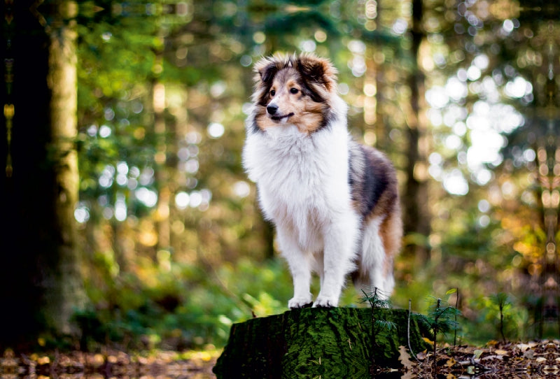 Premium Textil-Leinwand Premium Textil-Leinwand 120 cm x 80 cm quer Sheltie Bailey im verwunschenen Wald.