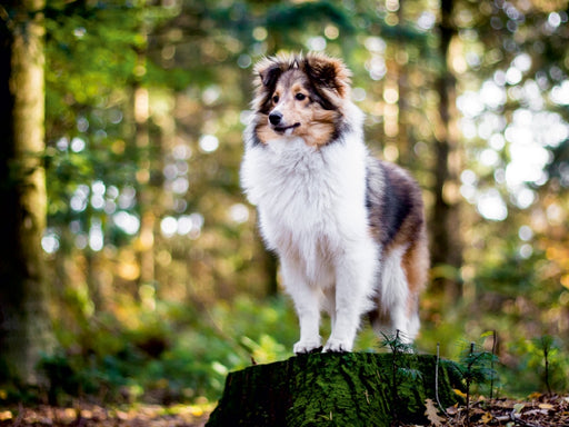 Sheltie Bailey im verwunschenen Wald. - CALVENDO Foto-Puzzle - calvendoverlag 29.99