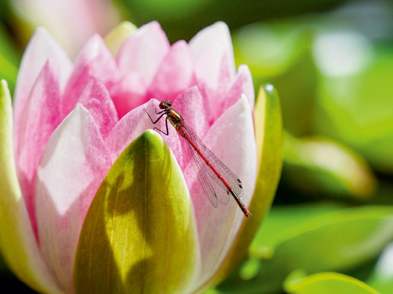 Frühe Adonislibelle an einer Seerose. - CALVENDO Foto-Puzzle - calvendoverlag 29.99