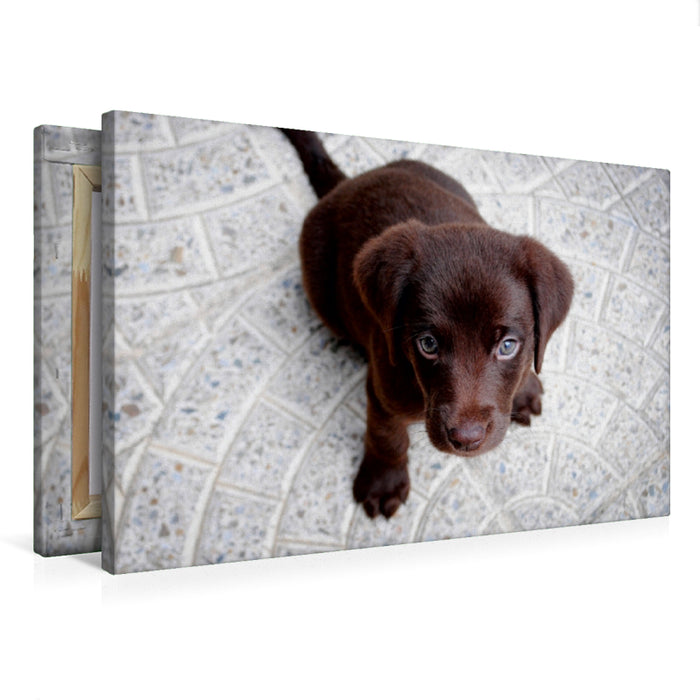 Premium Textil-Leinwand Premium Textil-Leinwand 75 cm x 50 cm quer Ein Motiv aus dem Kalender Hundisch