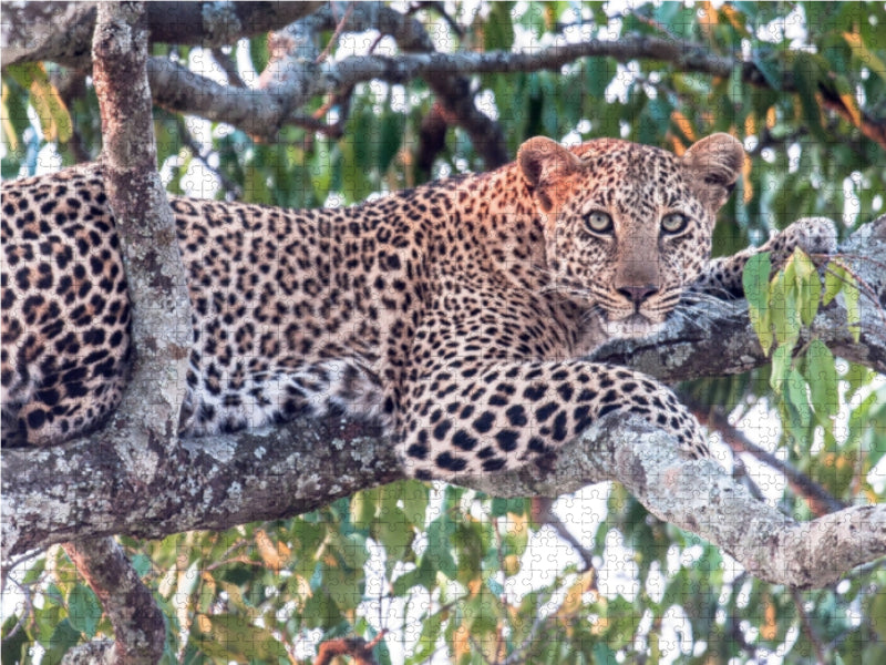 Leopard - CALVENDO Foto-Puzzle - calvendoverlag 29.99