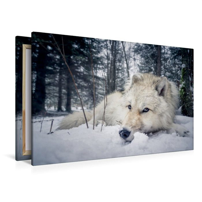 Premium Textil-Leinwand Premium Textil-Leinwand 120 cm x 80 cm quer Grau wolf