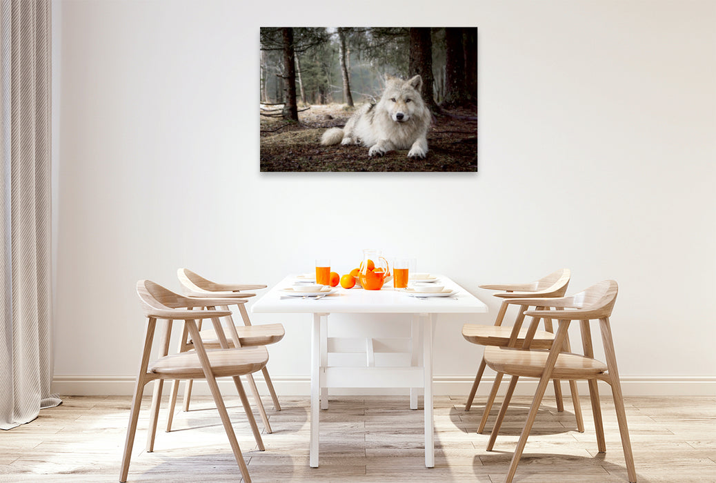 Premium Textil-Leinwand Premium Textil-Leinwand 120 cm x 80 cm quer weißer Wolf