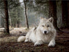 weißer Wolf - CALVENDO Foto-Puzzle - calvendoverlag 29.99