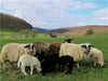 Schafe am Meißner bei Großalmerode-Weißenbach - CALVENDO Foto-Puzzle - calvendoverlag 29.99