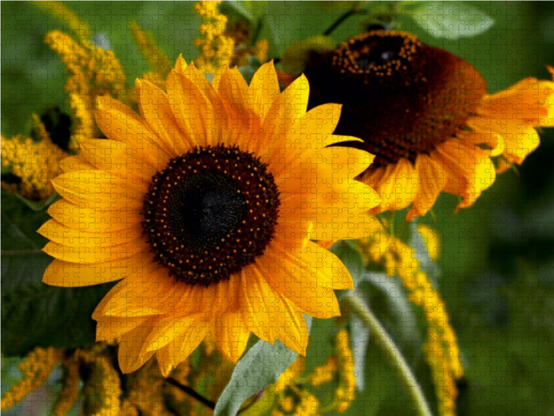 Sonnenblumen - CALVENDO Foto-Puzzle - calvendoverlag 29.99