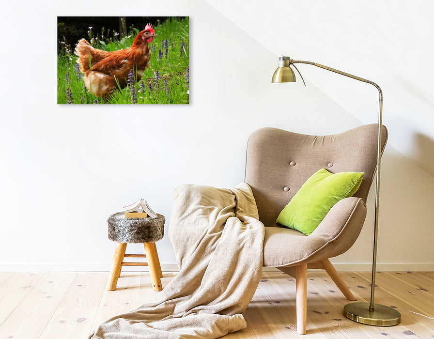 Premium Textil-Leinwand Premium Textil-Leinwand 75 cm x 50 cm quer Huhn im Garten