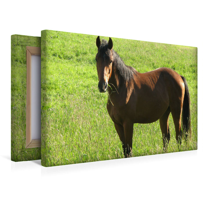 Premium Textil-Leinwand Premium Textil-Leinwand 45 cm x 30 cm quer Pferd auf der Weide