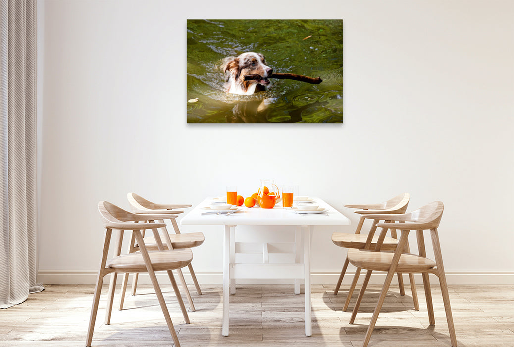 Premium Textil-Leinwand Premium Textil-Leinwand 120 cm x 80 cm quer Australian Shepherd