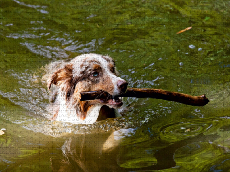 Australian Shepherd - CALVENDO Foto-Puzzle - calvendoverlag 29.99