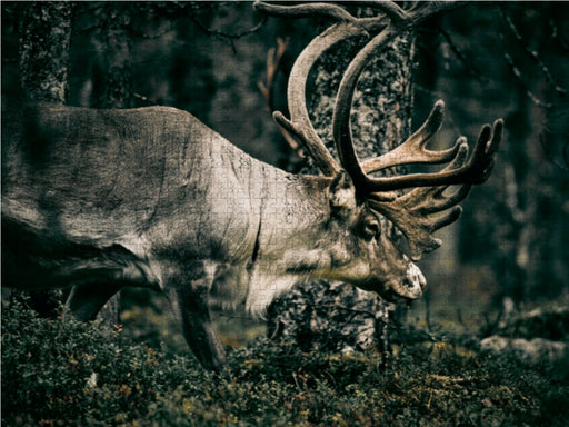 Rentiere durchstreifen die Finnmark - CALVENDO Foto-Puzzle - calvendoverlag 34.99