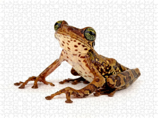 Giftiger Krötenlaubfrosch – Trachycephalus venulosus - CALVENDO Foto-Puzzle - calvendoverlag 29.99